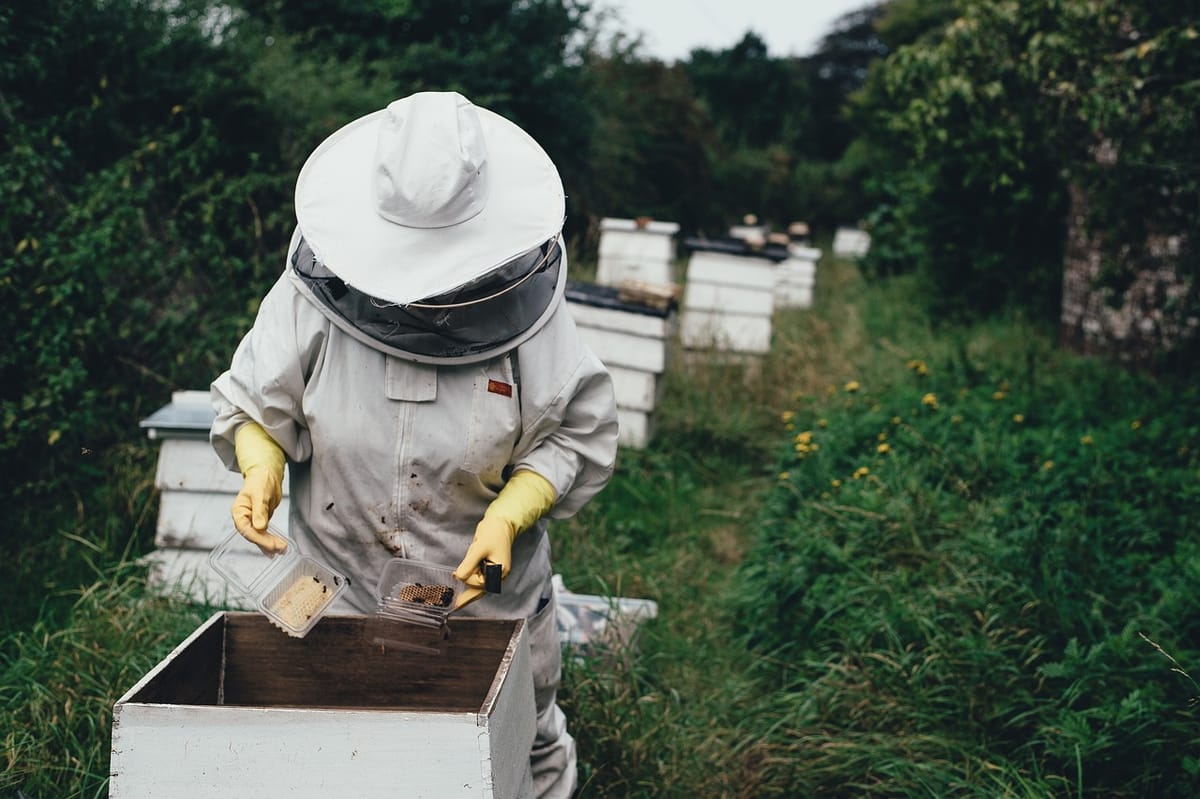 beewashing: Wenn Satiriker gegen Satire vor Gericht ziehen
